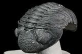Drotops Trilobite - Excellent Faceted Eyes #76210-2